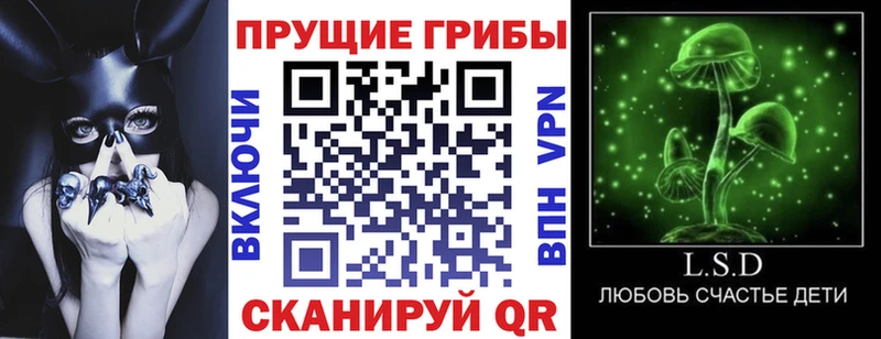 что такое   Каспийск  Галлюциногенные грибы Psilocybine cubensis 